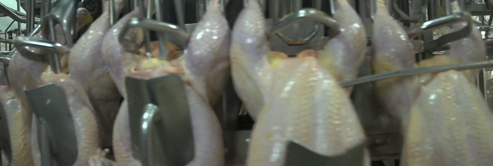 Eat Antibiotic-Free Chicken